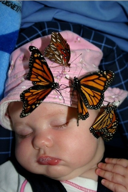 Спящие ночью бабочки. Бабочки спят ночью. Спящие бабочки. Как спят бабочки.